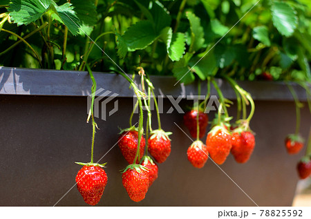 家庭菜園の食べごろのイチゴ 家庭菜園の食べごろのイチゴ 78825592