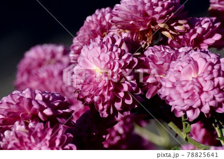 三鷹市中原に咲く赤紫色のキクの花 78825641