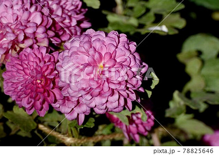 三鷹市中原に咲く赤紫色のキクの花 三鷹市中原に咲く赤紫色のキクの花 78825646