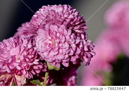 三鷹市中原に咲く赤紫色のキクの花 三鷹市中原に咲く赤紫色のキクの花 78825647