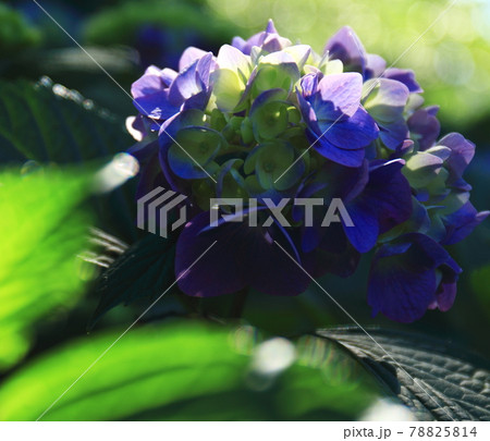 あじさい 78825814