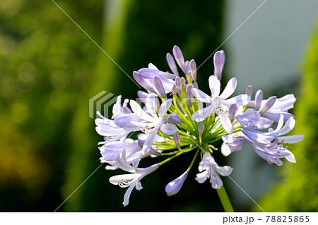 アガパンサスの花 アガパンサスの花 78825865