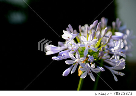アガパンサスの花 アガパンサスの花 78825872
