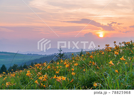 (長野県)ニッコウキスゲ咲く、夏の霧ヶ峰 夕陽 (長野県)ニッコウキスゲ咲く、夏の霧ヶ峰 夕陽 78825968