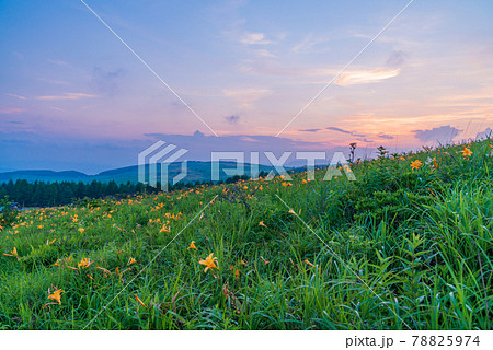 （長野県）ニッコウキスゲ咲く、夏の霧ヶ峰　夕陽 78825974