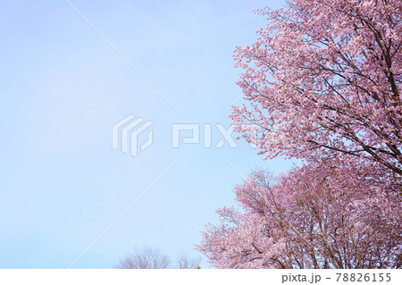 北海道　快晴の日の桜の花 78826155
