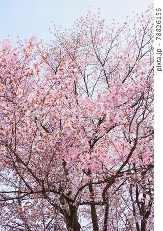 北海道の公園に咲く桜の花 78826156