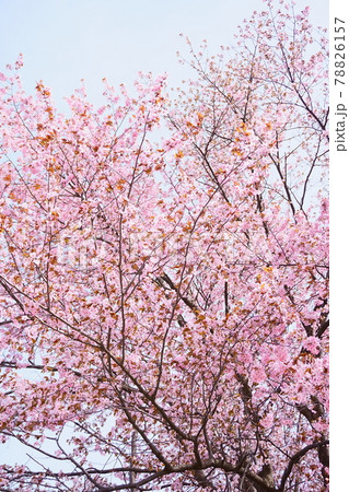 北海道の公園に咲く桜の花 78826157