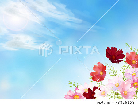 秋桜と青空の水彩イラスト 78826158