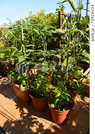 ルーフバルコニーで家庭菜園 ミニトマト&バジルなどいろいな野菜 ルーフバルコニーで家庭菜園 ミニトマト&バジルなどいろいな野菜 78826434