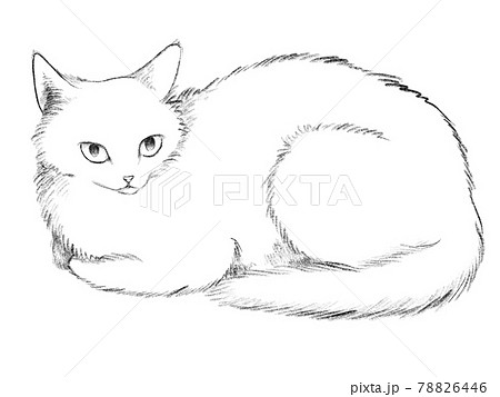 香箱座りの猫のイラスト素材