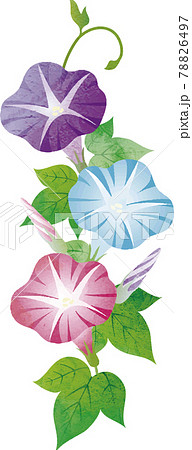 本物の 朝顔 アサガオ あさがお 夏 水彩タッチ 水彩 自然 植物 花 絵画