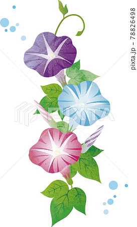 あさがお アサガオ 朝顔 夏 花 植物 自然 水彩 水彩タッチ イラスト素材のイラスト素材