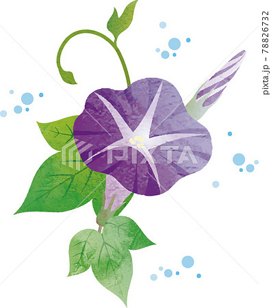 あさがお アサガオ 朝顔 夏 花 植物 自然 水彩 水彩タッチ イラスト素材のイラスト素材