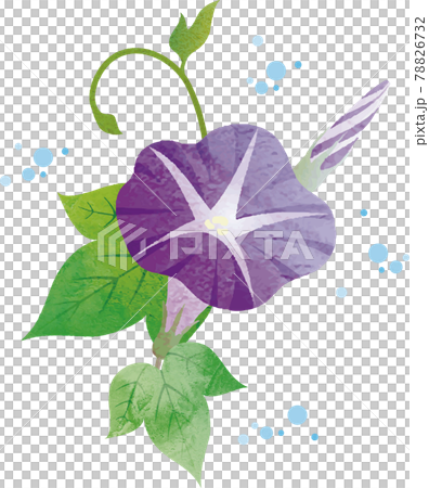 牽牛花牽牛花夏季花卉植物自然水彩水彩觸感插畫素材 78826732