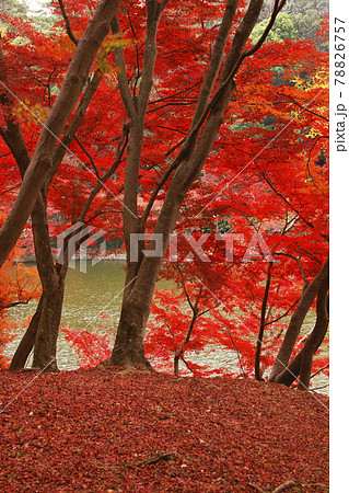 紅葉 紅葉 78826757