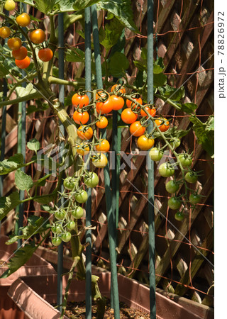 家庭菜園 ふさなりオレンジ色のミニトマト オレンジから緑のグラデーション 家庭菜園 ふさなりオレンジ色のミニトマト オレンジから緑のグラデーション 78826972