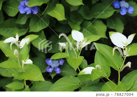 初夏の公園に咲くハンゲショウの白と緑の葉と白い小さな花穂 初夏の公園に咲くハンゲショウの白と緑の葉と白い小さな花穂 78827004