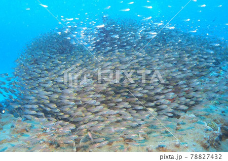 キンメモドキの根 沖縄の海 キンメモドキの根 沖縄の海 78827432