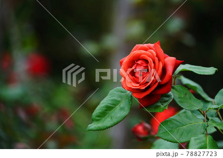 6月 多摩341バラ(薔薇)・バラ科・京王フローラルガーデンアンジェ 6月 多摩341バラ(薔薇)・バラ科・京王フローラルガーデンアンジェ 78827723