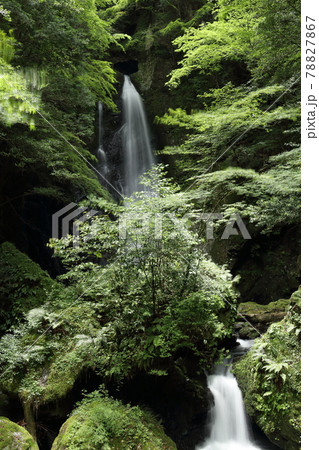 長沢の滝 新緑 くぐり滝(高知県 津野町) 長沢の滝 新緑 くぐり滝(高知県 津野町) 78827867