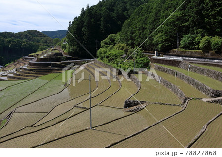貝の川の棚田 石垣 初夏(高知県 津野町) 貝の川の棚田 石垣 初夏(高知県 津野町) 78827868