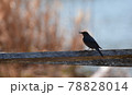 枝にとまるイソヒヨドリのシルエット 78828014