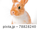 白背景のかわいいウサギ 78828240