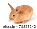 白背景のかわいいウサギ 78828242