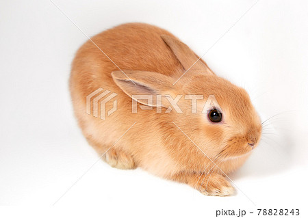 白背景のかわいいウサギ 78828243