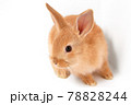 白背景のかわいいウサギ 78828244