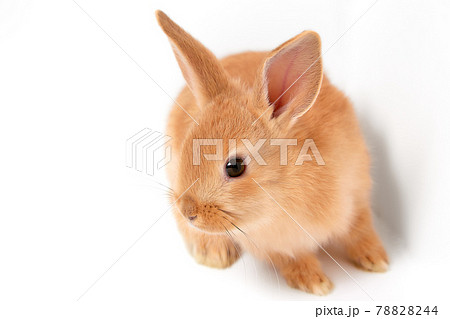 白背景のかわいいウサギ 白背景のかわいいウサギ 78828244