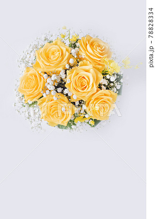 白バックの黄色い薔薇 白バックの黄色い薔薇 78828334