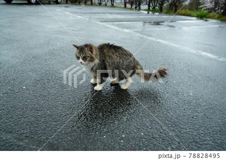 小雨降る中、桜の花をバックにご飯を待つ野良猫のキジトラ白のメス 78828495