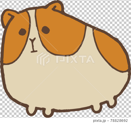 豚鼠 豚鼠 78828692