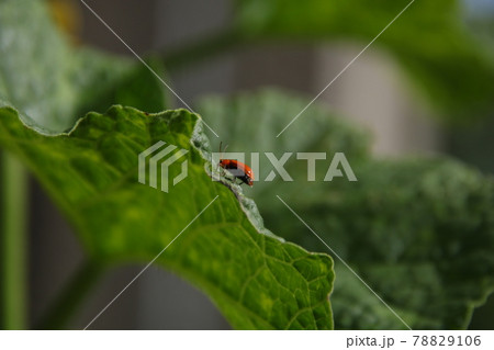 ウリ科の植物の天敵ウリハムシ 78829106