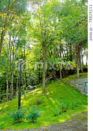 【北海道】秋の札幌芸術の森 野外美術館の自然溢れる景色 【北海道】秋の札幌芸術の森 野外美術館の自然溢れる景色 78829111