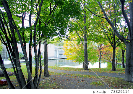 【北海道】秋の札幌芸術の森美術館と紅葉の始まった木々 78829114
