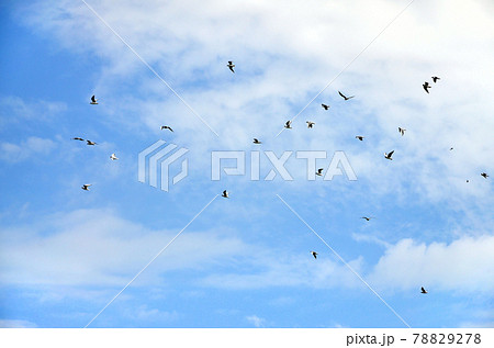 A lot of white gulls fly in the cloudy blue sky 78829278