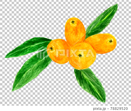 Watercolor illustration of loquat with leaves 78829520