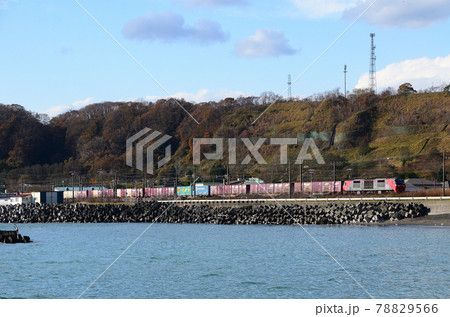 晩秋の斜光を浴びながら登別市内の海岸線を札幌へ向かう貨物列車 78829566