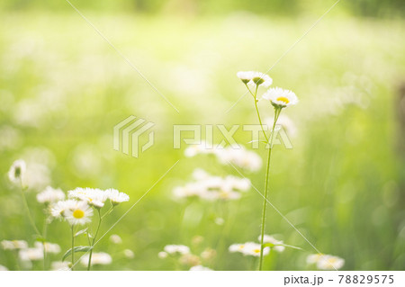 花畑 オールドレンズ 花畑 オールドレンズ 78829575