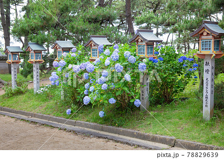 あじさい神苑で有名な兵庫県明石市の東播磨にある住吉神社の参道 あじさい神苑で有名な兵庫県明石市の東播磨にある住吉神社の参道 78829639