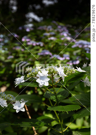 兵庫県明石市の東播磨にある住吉神社のあじさい神苑のアジサイ 78829676