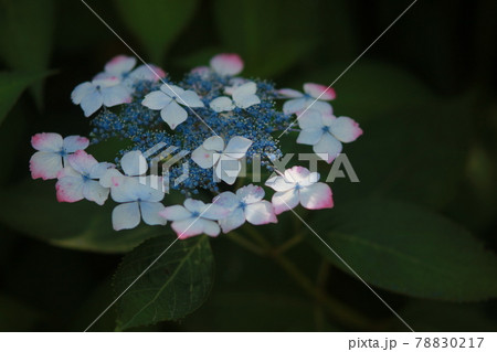 紫陽花　アジサイ　ピンク　 78830217