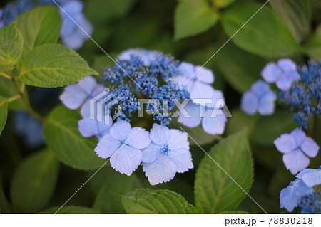 アジサイ　紫陽花　ブルー 78830218