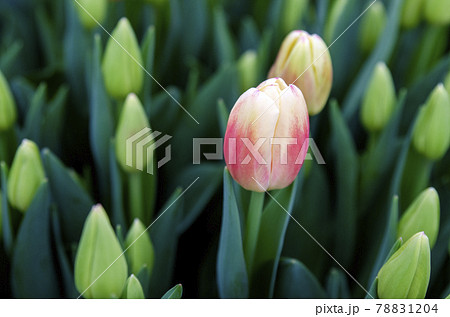 The tulip plantation is grown for the holiday of March 8, wholesale supplies for retail stores. Breeding of new varieties of tulips. 78831204