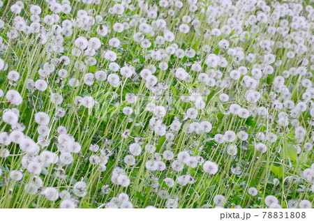 White fluffy dandelions flower in green field, natural background 78831808