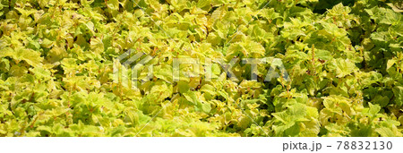 Close up colorful yellow coleus plant in a garden. Top view 78832130