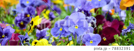 Multicolor pansy flowers or pansies close up as background or card Multicolor pansy flowers or pansies close up as background or card 78832391